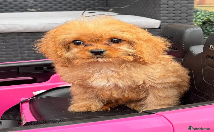 Cavapoo dogs - Advert 1