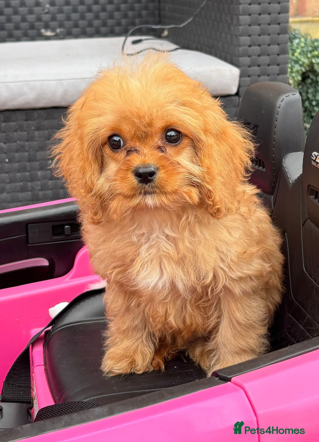 Cavapoo dogs for sale: Beautiful f1 cavapoo pups - Image 1