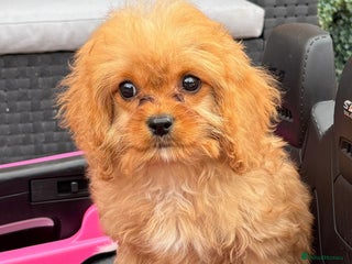 Cavapoo dogs - Advert 2