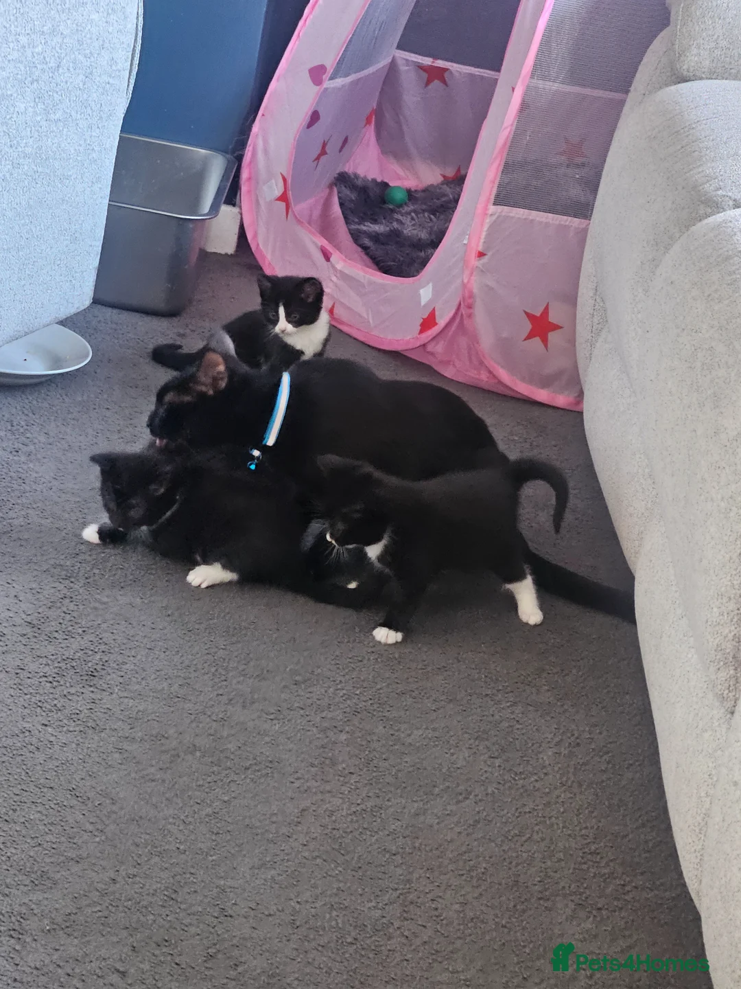 Mixed Breed cats for sale: Beautiful Kittens  in Renfrew - Advert 1