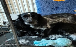 Cockapoo dogs for sale: Stunning f1 cockapoo puppys  - Image 12