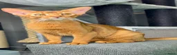 Abyssinian cats for sale: Gorgeous Abyssinian   Sorrel girl Brisa    - Advert 21