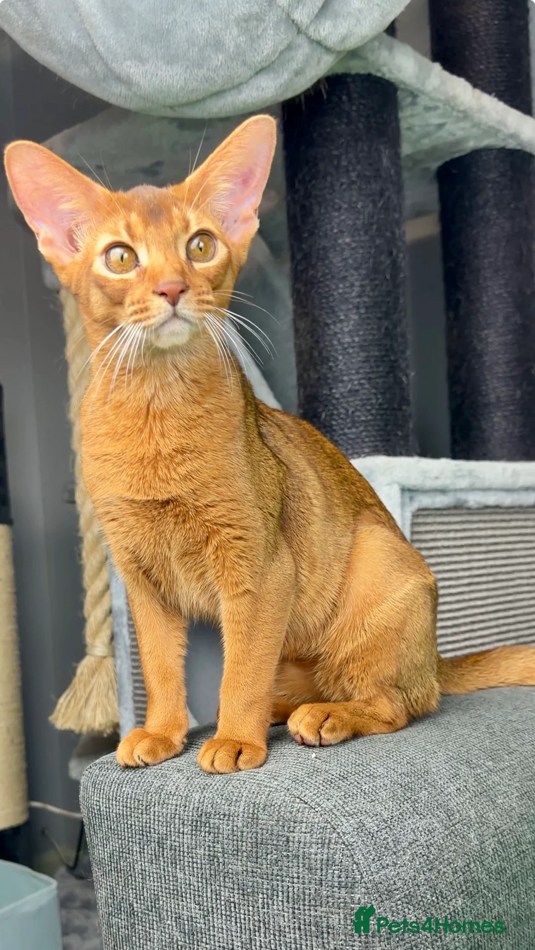 Abyssinian cats for sale: Gorgeous Abyssinian   Sorrel girl Brisa    - Advert 21