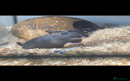 Gerbil rodents for sale: 2 Female Gerbils - Image 4