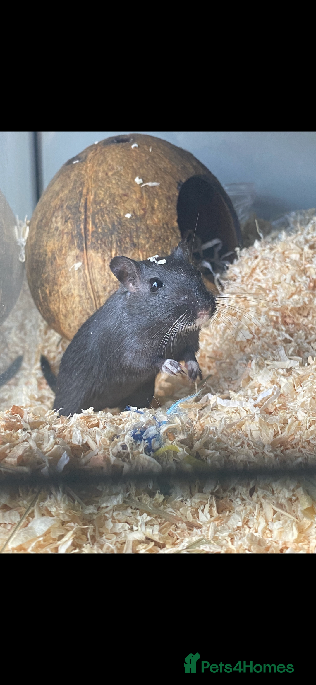 Gerbil rodents for sale: 2 Female Gerbils - Image 4