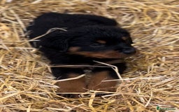 Rottweiler dogs for sale: LAST PUPS REMAINING. READY TO LEAVE  - Image 9