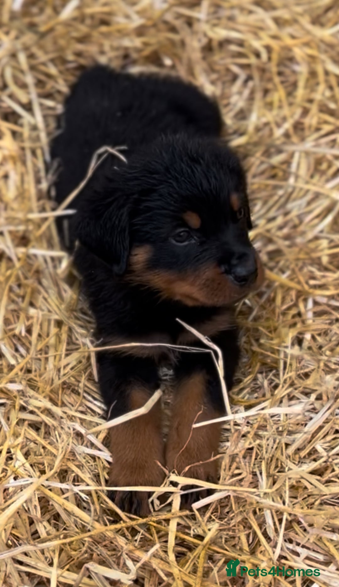 Rottweiler dogs for sale: LAST PUPS REMAINING. READY TO LEAVE  - Image 9
