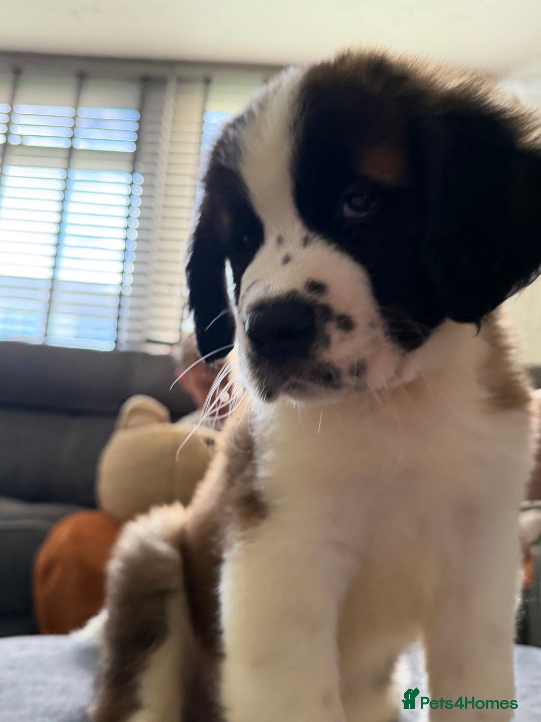 Saint Bernard dogs for sale: Male St Bernard  - Advert 5