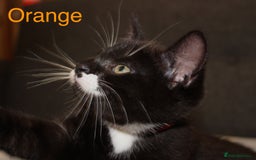 Domestic Shorthair cats for sale: Gorgeous Black/White Domestic Shorthairs Available - Image 5