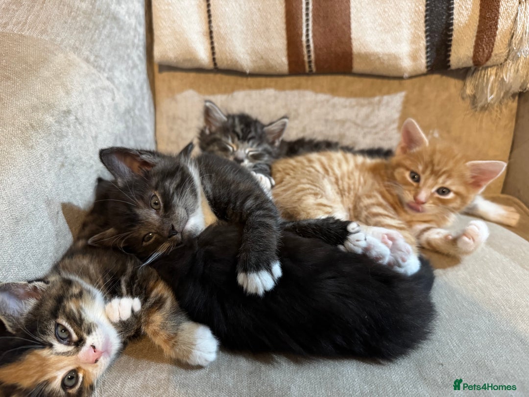 Maine Coon cats for sale: 5 beautiful kittens  - Advert 24