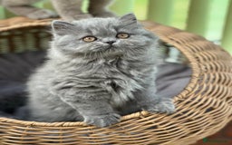 British Longhair cats for sale: Beautiful British Blue Longhair Kitten - Image 5