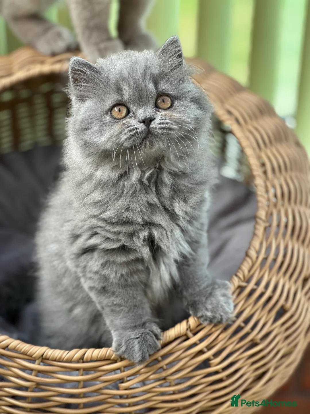 British Longhair cats for sale: Beautiful British Blue Longhair Girl  - Advert 10