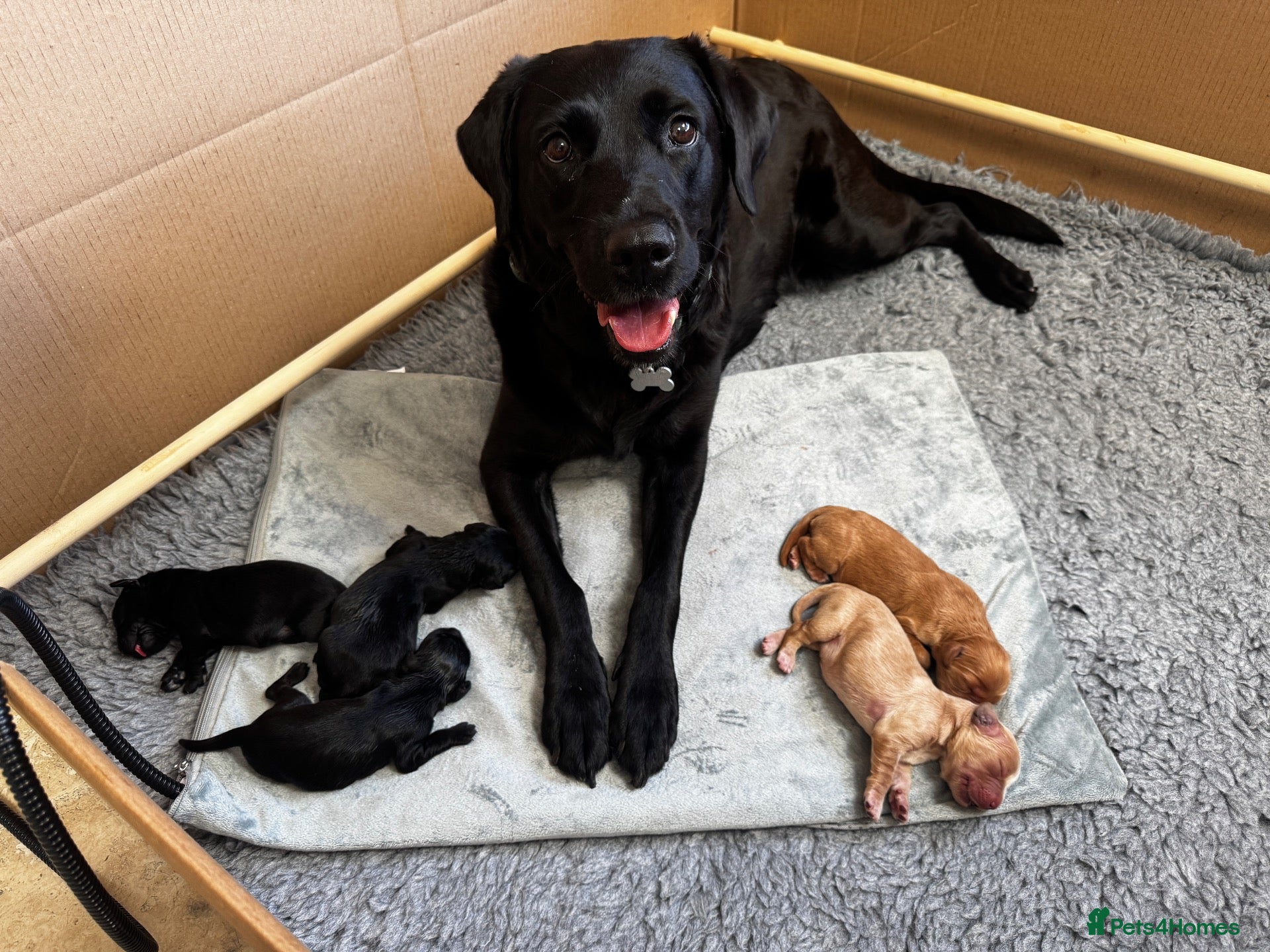Cockerdor dogs Cockador Puppies  - Advert 1