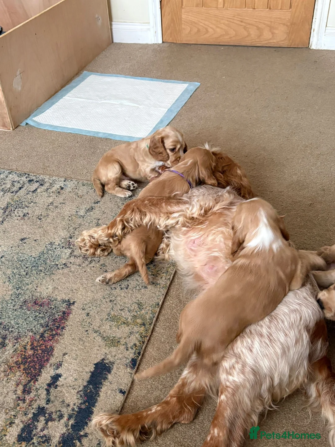 Cocker Spaniel dogs for sale: Cocker Spaniel puppies, 1 boy & 1 girl - Advert 2