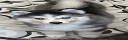Pomsky dogs for sale: Blue Eyed Pomsky Girl in London *available* - Advert 6