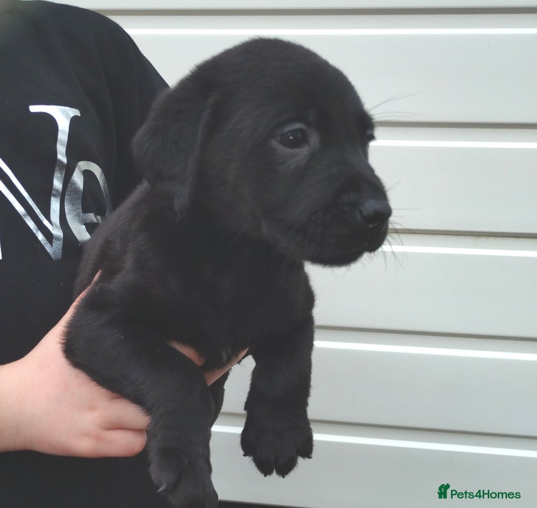 Labrador Retriever dogs for sale: Labrador puppies  - Advert 9