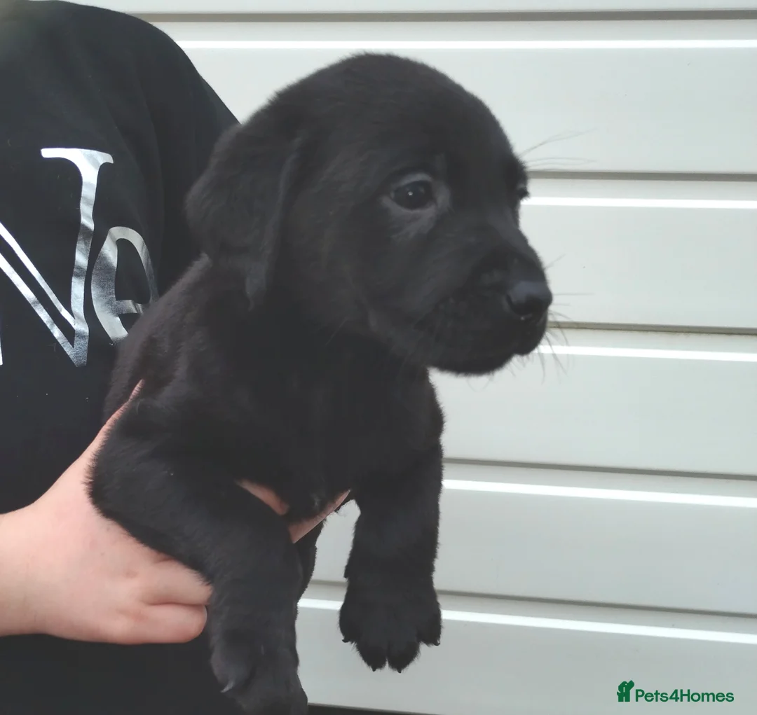 Labrador Retriever dogs for sale: Labrador puppies  - Advert 4