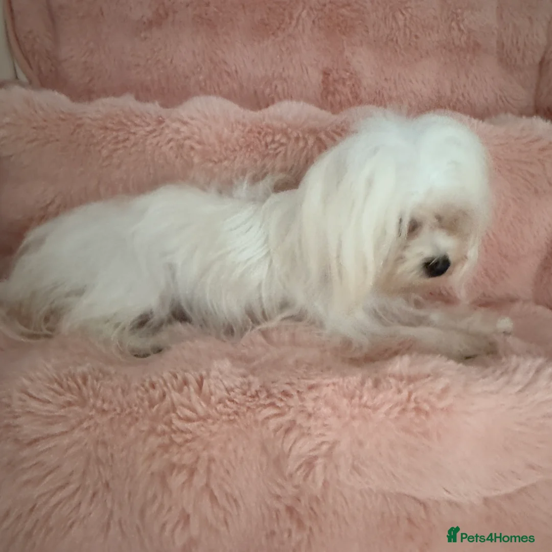 Maltese dogs for sale: Korean Maltese puppy’s available  - Advert 24