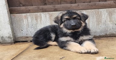 German Shepherd dogs - Advert 2