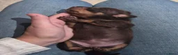 Miniature Dachshund dogs for sale: Miniature short haired Daschunds - Advert 4