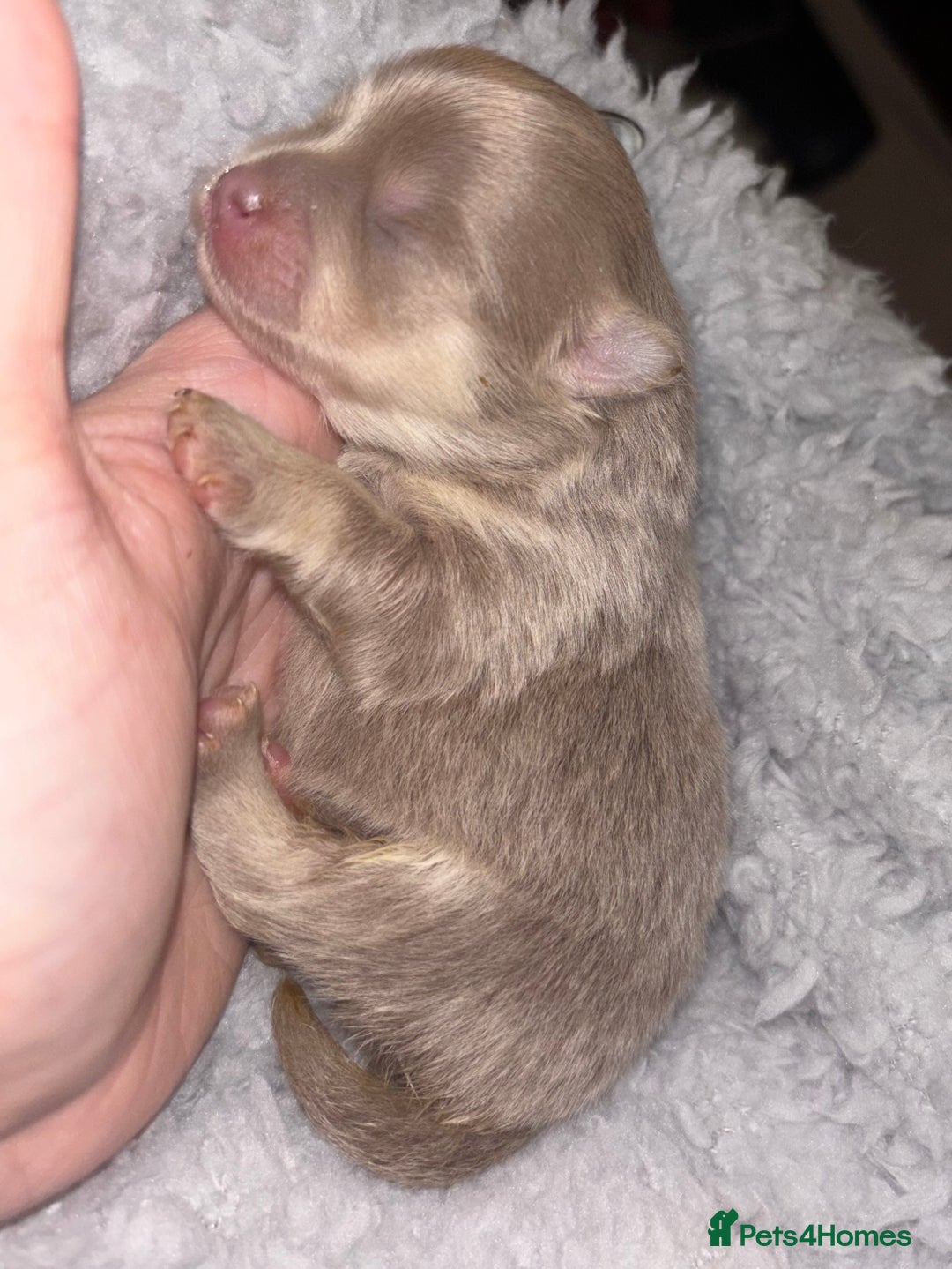 Pomeranian dogs for sale: Rare KC Lilac, Blue and Blue Sable Pups!  - Advert 7