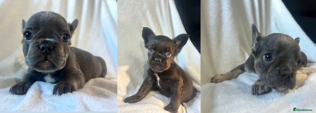French Bulldog dogs for sale: French bulldogs , one fluffy (like his mum)  - Image 19