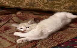 Mixed Breed cats for sale: White and dappled little girl  - Image 2