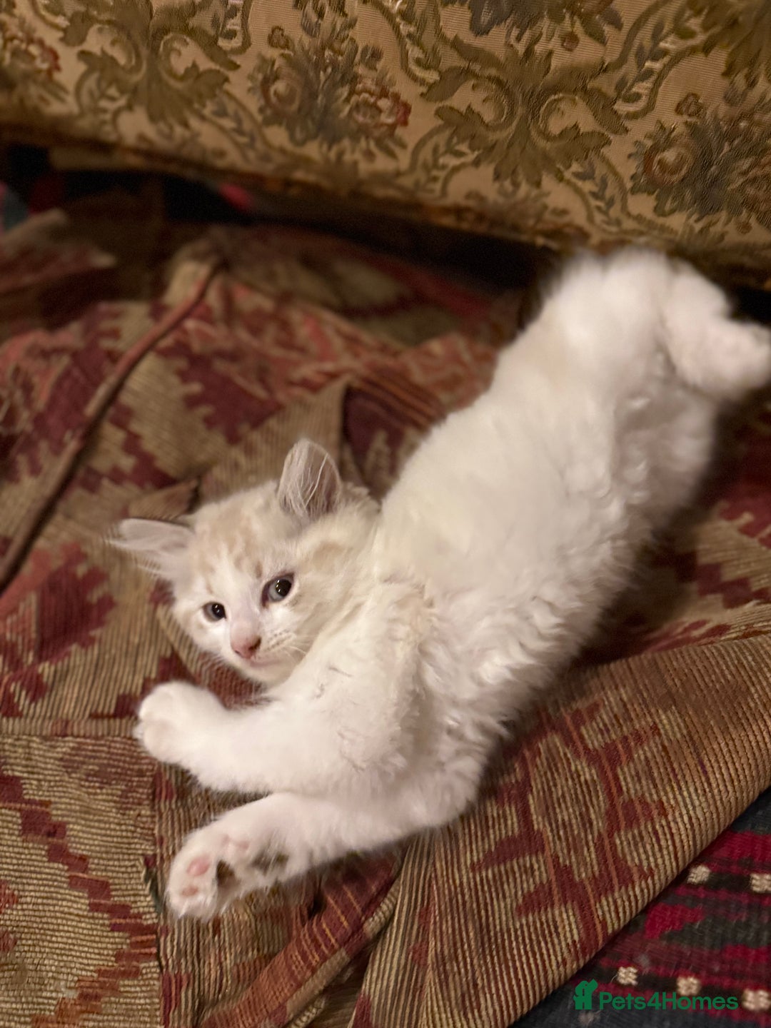 Mixed Breed cats for sale: White and dappled little girl  - Image 2