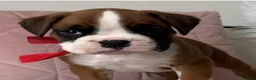 Boxer dogs for sale: Beautiful boxer puppies  - Advert 21