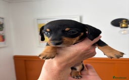 Dachshund dogs for sale: Miniature dachshund puppies  black/tan & 2 dapple  - Image 7