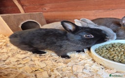 Netherland Dwarf rabbits for sale: Gorgeous tiny Black baby Netherland doe - Image 3