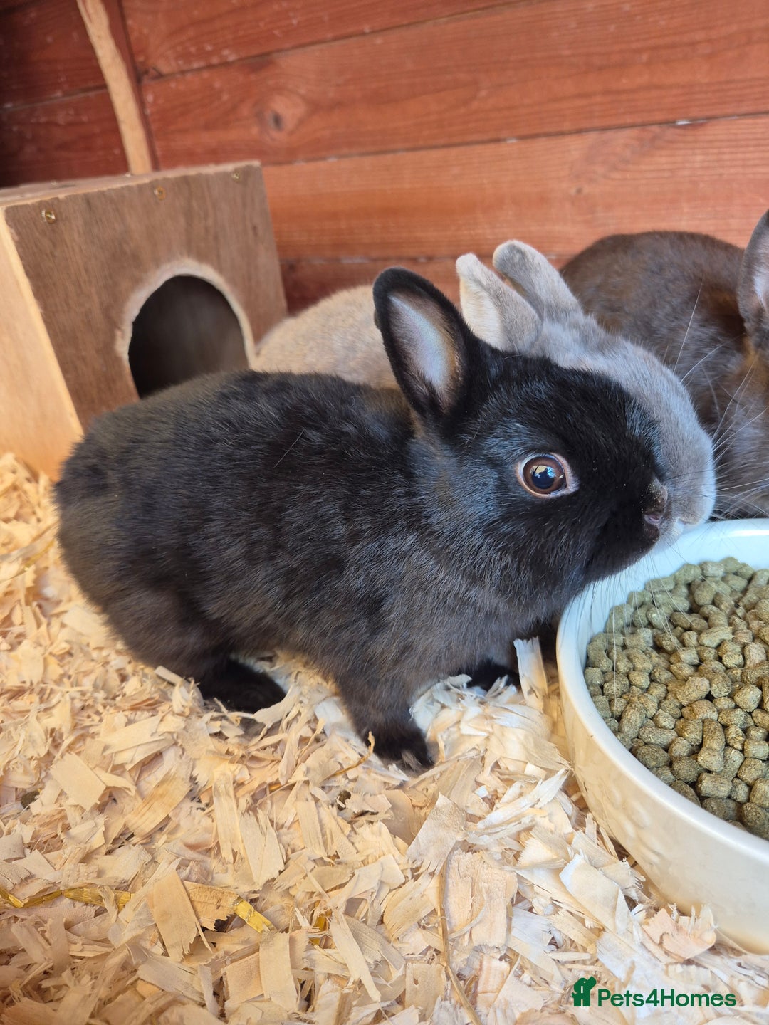 Netherland Dwarf rabbits for sale: Gorgeous tiny Black baby Netherland doe - Image 3