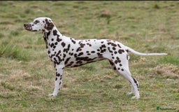 Dalmatian dogs for sale: Register an Interest - Image 3