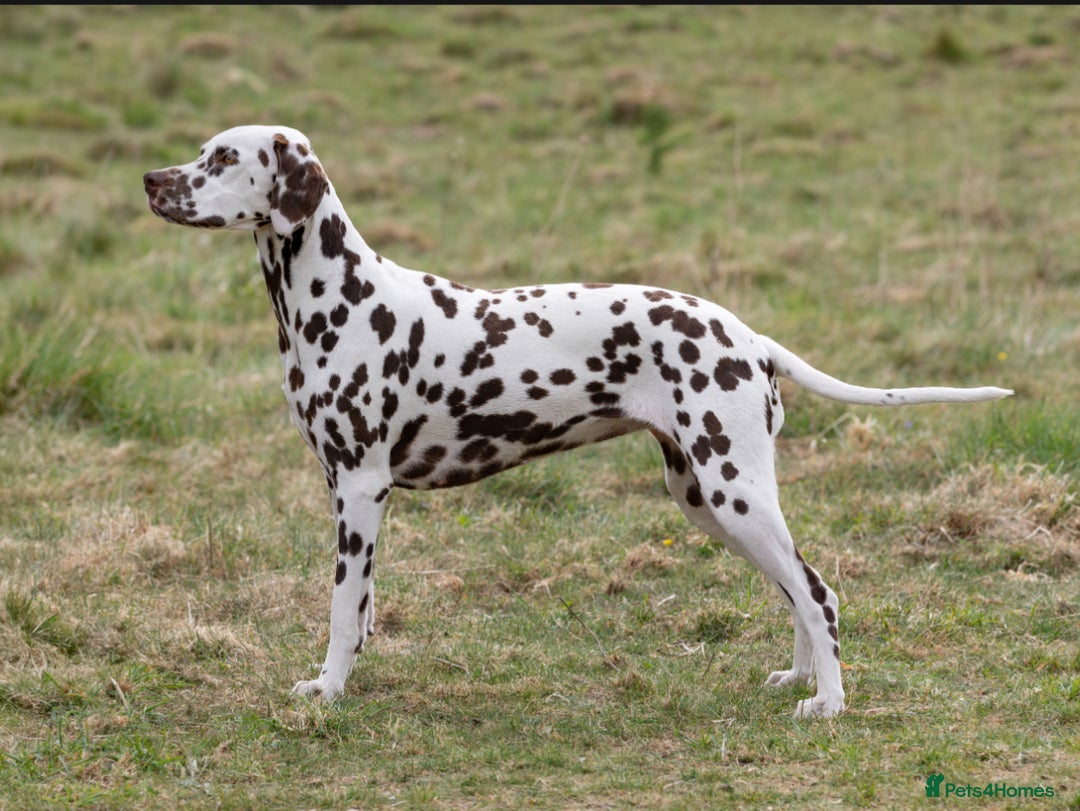 Dalmatian dogs for sale: Register an Interest - Image 3