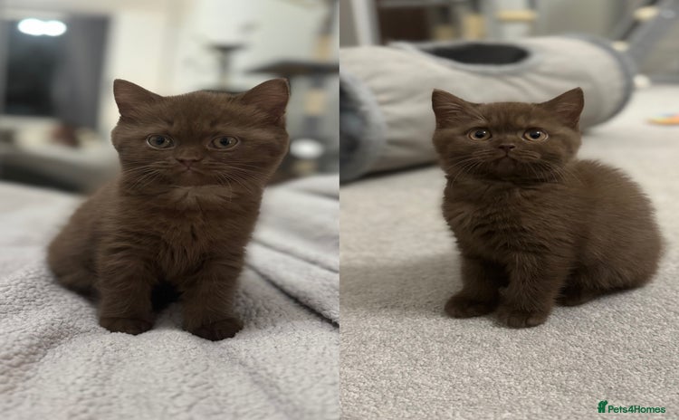 British Shorthair cats - Advert 13