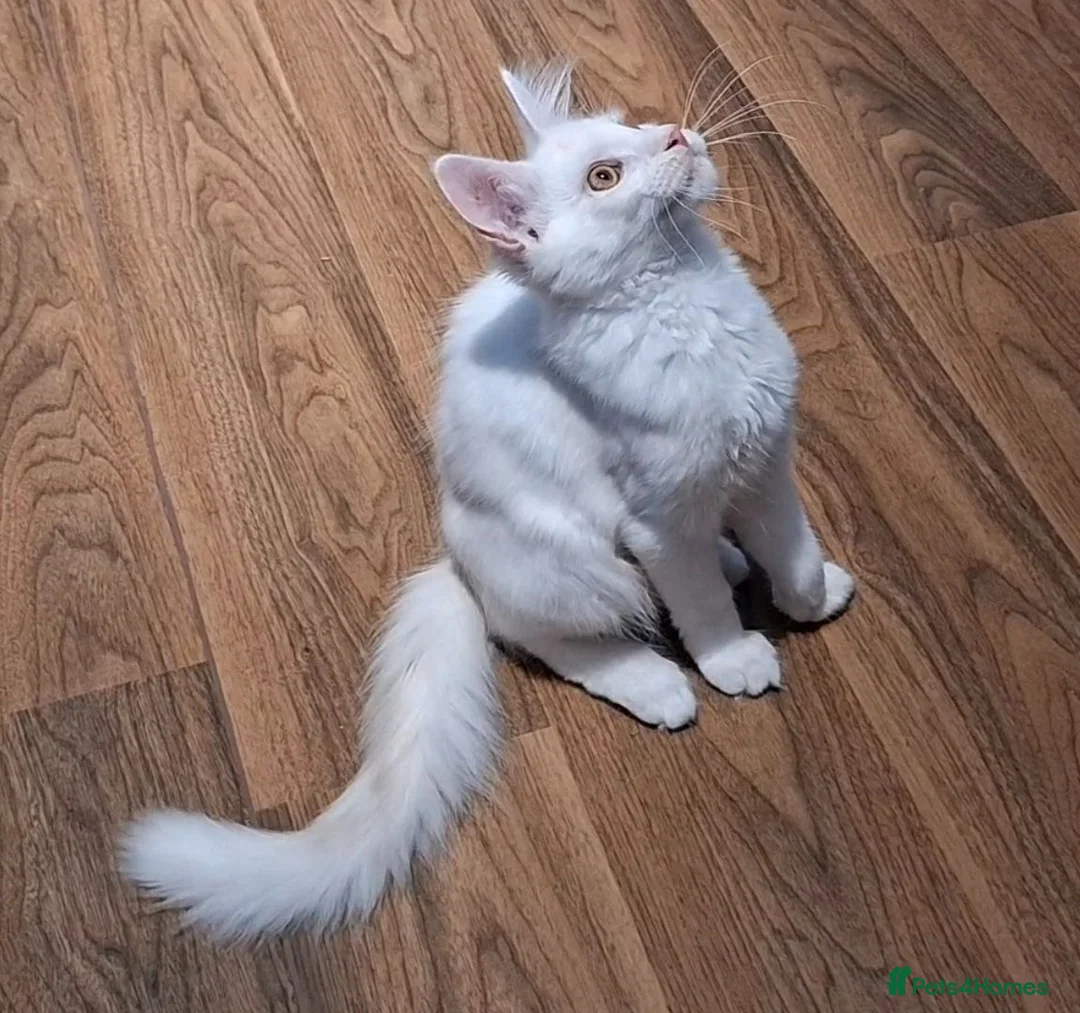 Maine Coon cats for sale: XL Pedigree Maine Coon boy in Manchester  - Advert 1