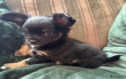 Chihuahua dogs for sale: Tiny Stunning Fluffy Chihuahua Puppy - Image 18