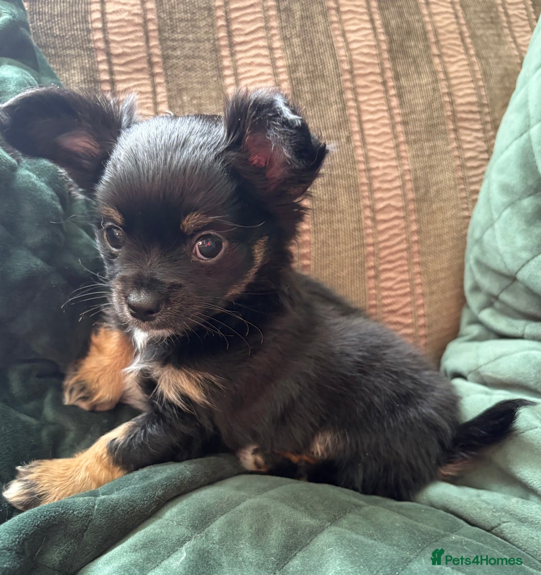 Chihuahua dogs for sale: Tiny Stunning Fluffy Chihuahua Puppy - Image 18
