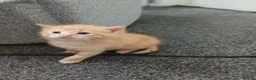 Mixed Breed cats for sale: Blended Ragdoll Kittens - Advert 12