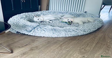 White Swiss Shepherd dogs in Warrington - Advert 1