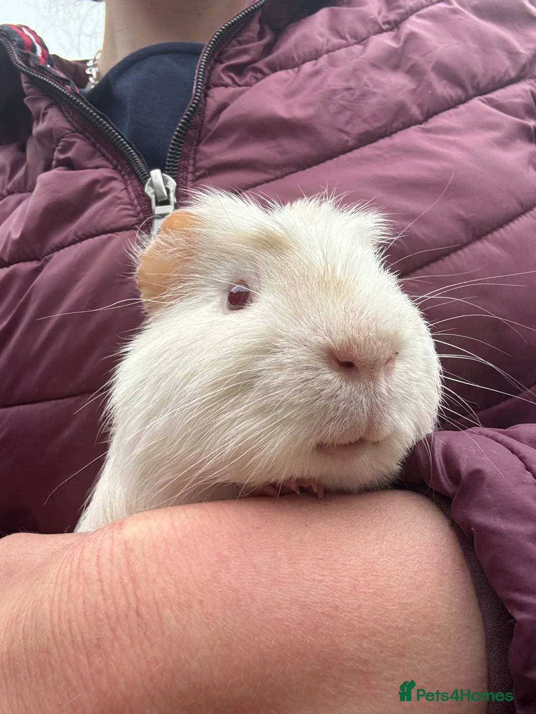 Guinea Pig rodents for sale: Adult male guinea pigs left  £10 each - Advert 3