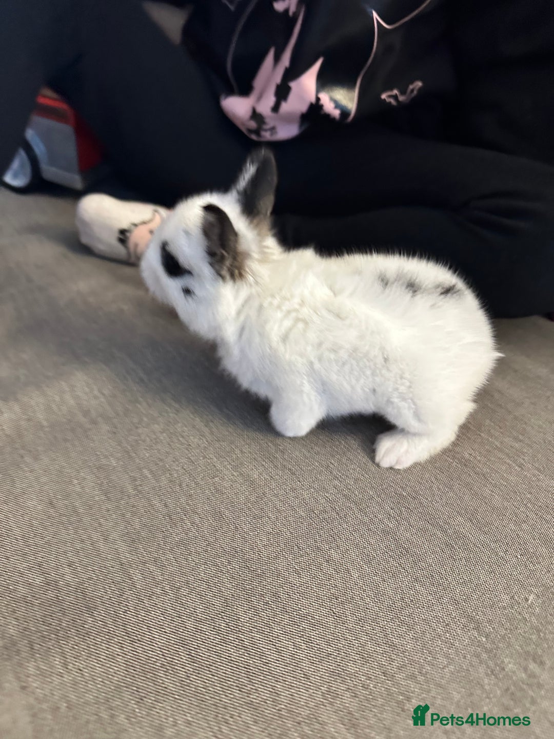 Dwarf Hotot rabbits for sale: Baby bunny  - Image 5