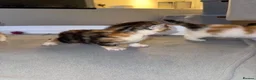 Mixed Breed cats for sale: 5 Beautiful Kittens Looking for Their Forever in Warrington - Advert 3