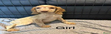 Cocker Spaniel 6