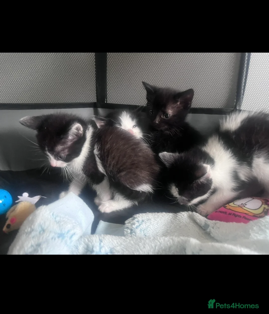 Mixed Breed dogs for sale: Beautiful playful kittens - Advert 2