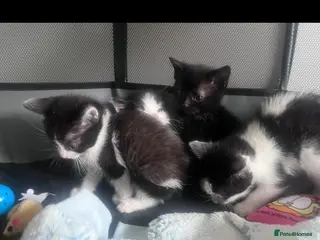 Mixed Breed dogs Beautiful playful kittens - Advert 4