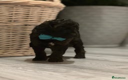 Mini Goldendoodle dogs for sale: A Bundle of Joy F1BB Mini Goldendoodle - Image 9