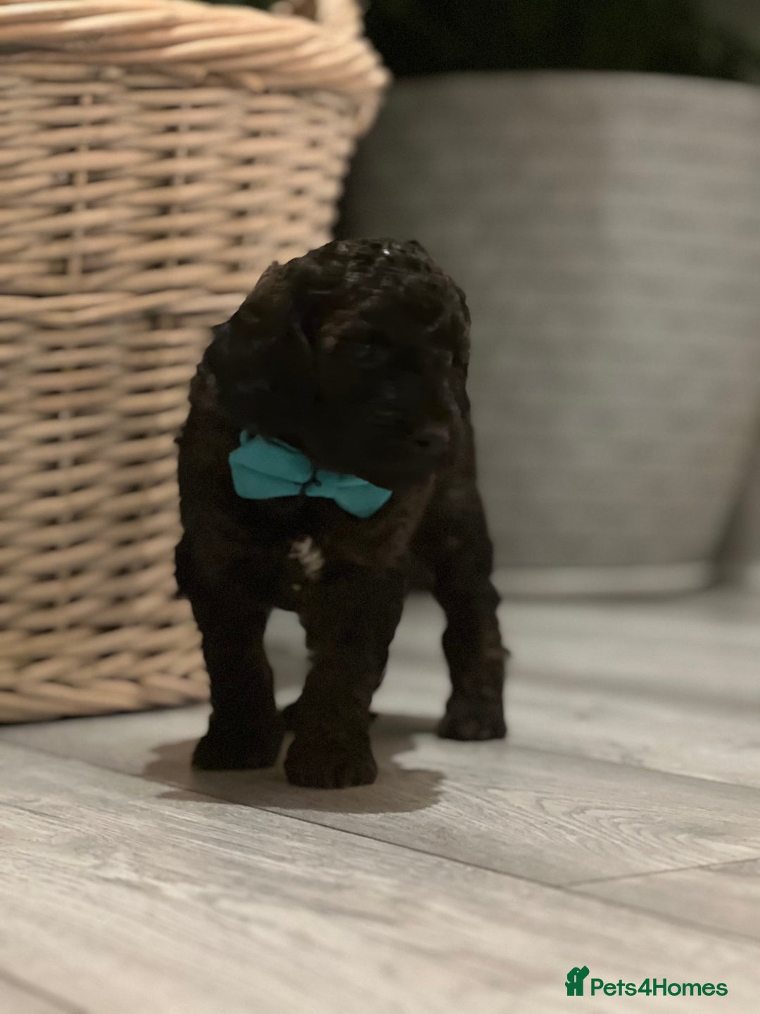 Mini Goldendoodle dogs for sale: A Bundle of Joy F1BB Mini Goldendoodle - Image 9