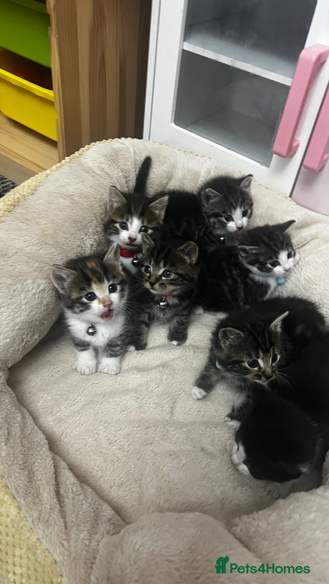 Bengal cats for sale: Beautiful bengals litter of 7😍 - Advert 7