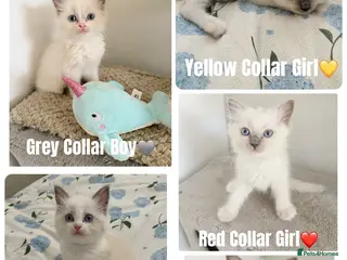 Ragdoll cats Five Beautiful Ragdoll Kittens Ready this week🤍🐾 - Advert 18